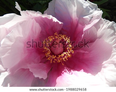 closeup of pink blossom of a rose