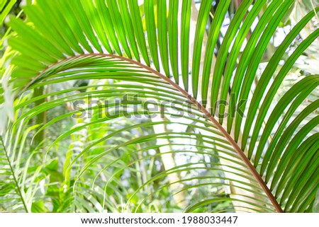 Tropical leaf close up on the background of tropical trees 