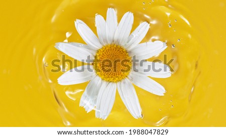 One white daisy flower on yellow water background