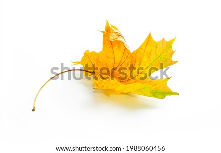 Beautiful autumn natural dry swirling maple leaf in yellow orange green tones on white background.