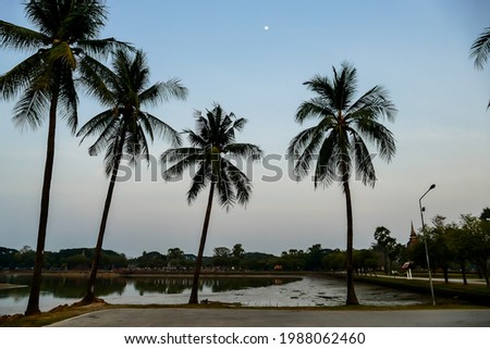 palm trees on the beach, beautiful photo digital picture