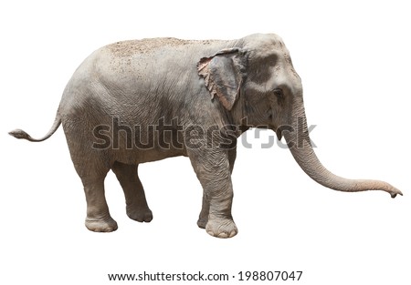 side view of thai asian elephant playing isolated white background use for animals ,pets, and wilderness theme