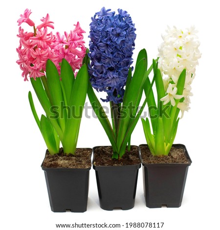 Collection hyacinth flower in pot multicolored isolated on a white background. Spring time. Easter holidays. Garden decoration, landscaping. Floral floristic arrangement. Flat lay, top view