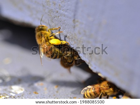 A honeybee with pollen basket on its leg at the beehive. More pictures on beekeeping and honeybees in my content 