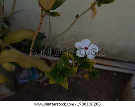 Image of a beautiful white flower blooming on a branch with greenish yellow leaf - Abstract image of a flower with blurry background, soft focus in natural light, flower in shade in a sunny day. 