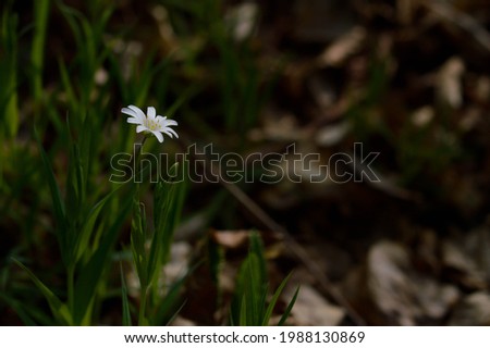 White spring wild flowers in the sunlight, Macro flower photography.