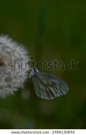 A wood white butterfly (Leptidea sinapis) resting on a dandelion's seedhead (Taraxacum officinale)