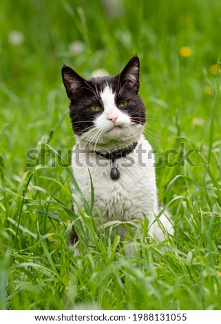 black and white cat on grass