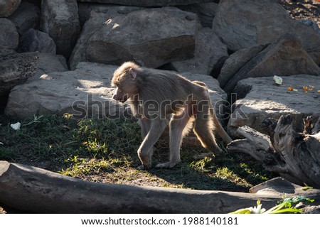 Monkey walking in front of rock platform.