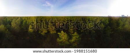 Drone view of the forest and tree tops and blue sky on a sunny summer day
