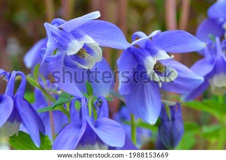 Aquilegia flabellata, common name fan columbine or dwarf columbine, is a species of flowering perennial plant in the genus Aquilegia (columbine), of the family Ranunculaceae  Royalty-Free Stock Photo #1988153669