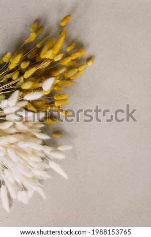 Beautiful colourful dry bunny tail dry flowers on the cardboard background with a blank space, top view 