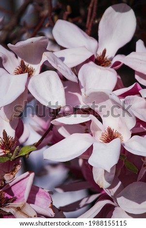 Beautiful pink and white magnolia flowers