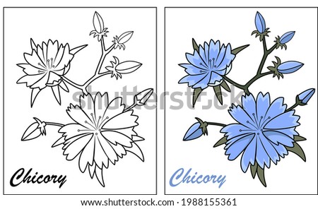 Vector botanical illustration of chicory. Healing Herbs for design Natural Cosmetics, aromatherapy, medicine, health products and homeopathy.