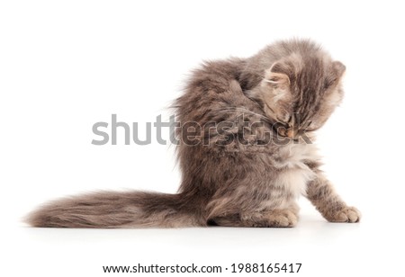 Small gray kitten on a white background.