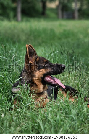Puppy for desktop screensaver or for puzzle. Charming black and red German Shepherd puppy lies in green grass and looks carefully to side with its tongue sticking out. Young thoroughbred dog.