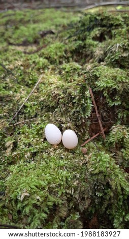 Lizard eggs on the ground in the middle of rainforest