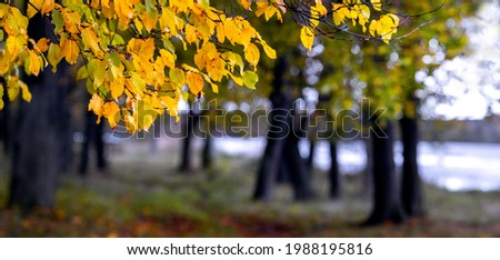 Derva with yellow leaves in the autumn forest by the river