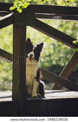adorable border collie hiding behind a wood bridge looking into the camera.