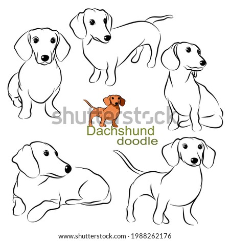 Cute  Dachshund dog doodle. Collection in different poses in free hand drawing illustration style.