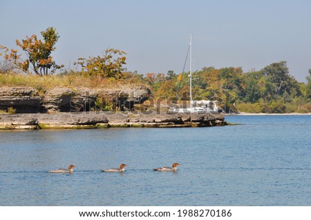 Common Merganser jeveniles at Main Duck Island with sailboat in background