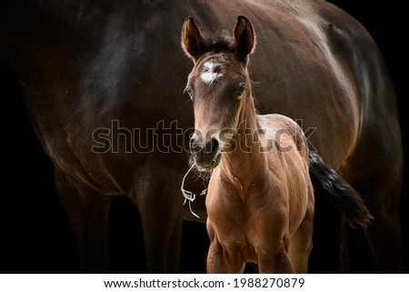 Brown filly foal standing close to mare. Animal mother and thoroughbred baby horse in beautiful light and isolated on black. Royalty-Free Stock Photo #1988270879