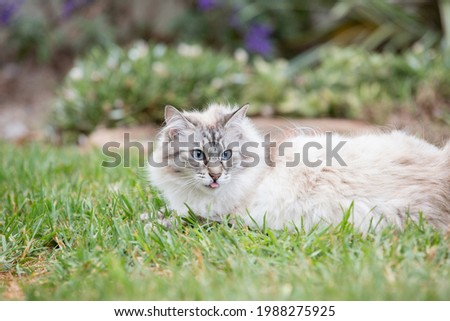 A beautiful big fluffy cat on the grass in a garden.