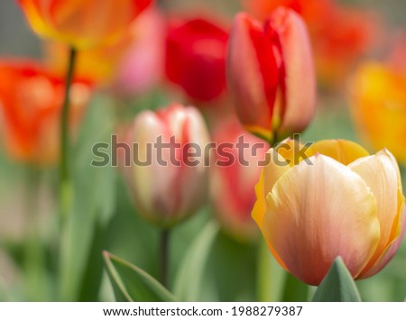 Blurred image of many blooming tulips. Spring background.Flower image.