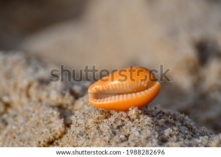 Sea shell on the beach in the sand in sunny day. Ashdod Beach Israel 01.05.2021