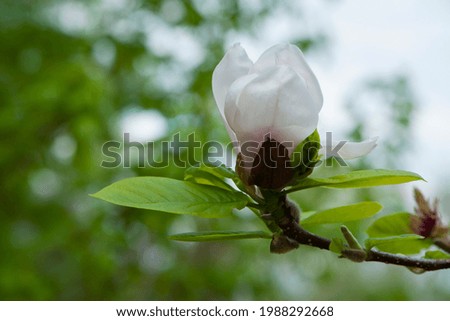 spring magnolia flowers, natural abstract soft floral background. beautiful flowers, delicate magnolia, in the garden or park. pink flower on green natural background. close-up