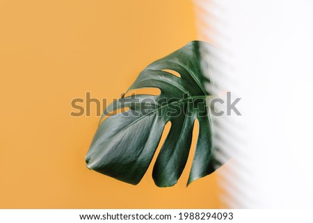 Green leaf of Monstera on an orange background Top view. Monster background. White place to write