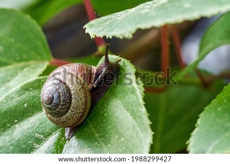 Copse snail gliding on the plant in the garden. Macro, close-up. Copse snail (Arianta arbustorum) is a medium-sized species of land snail. Copse snail is a common pest in agriculture and horticulture. Royalty-Free Stock Photo #1988299427