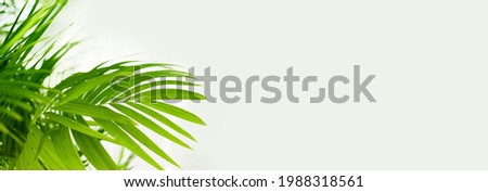 Palm green leaf . Nature long horizontal light background.