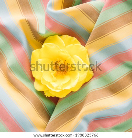 Yellow blooming rose in the center. Fabric background with pastel stripes
