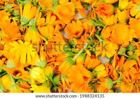 Fresh organic calendula flowers background. Uniform background of bright orange marigold flowers. Close-up, top view.