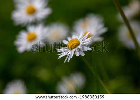 Blooming chamomile flower on a summer sunny day macro photo. Wildflowers with white petals in the meadow close-up photo. Young daisies in springtime floral background.