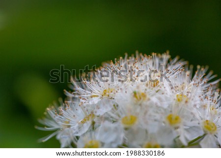 Fluffy white hawthorn flowers on a green background in springtime macro photography. Blossom may-tree plant with white petals on a summer day close-up photo.