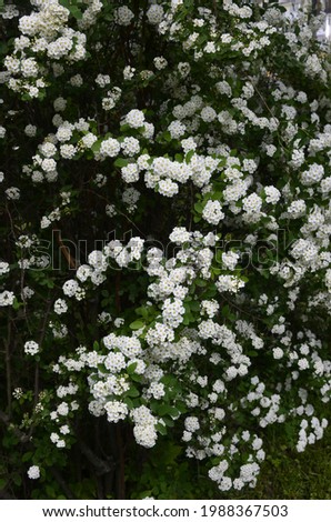 Shrub with small white flowers, van Houtte a spirea.White Spirea in a garden.Blooming green bush Spiraea nipponica Snowmound with white flowers in spring. Royalty-Free Stock Photo #1988367503