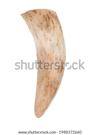 tiger tooth,fang of the beast isolated on white background