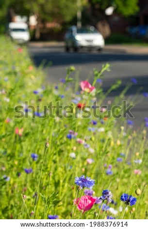 Colourful wild flowers, including poppies and cornflowers, on a roadside verge in Eastcote, West London UK. The Borough of Hillingdon has been planting wild flowers next to roads to support wildlife. Royalty-Free Stock Photo #1988376914