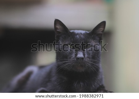 Black cat laying down on the ground in the yard. Black cat stock photo