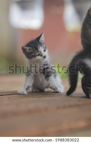 Cute kitten playing with her brother's tail. Kitten stock photo.