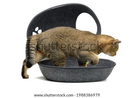young gray Scottish chinchilla straight cat sits in a gray felt house on a white background. A place to sleep and rest