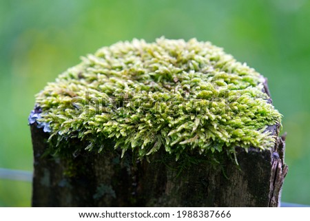 Top of wooden pole covered with moss at a rainy day at summertime. Photo taken June 9th, 2021, Eglisau, Switzerland.