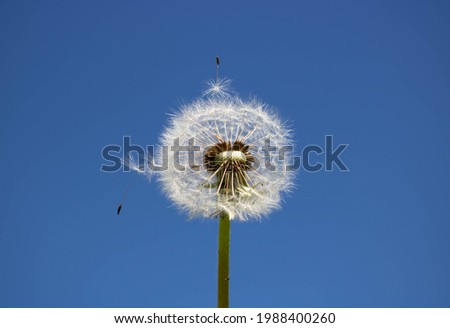 White fluffy dandelion with seeds, against a clear blue sky.