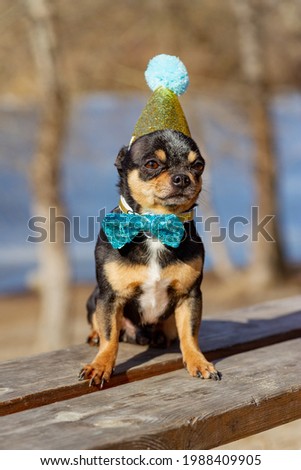 a cute birthday chihuahua on a natural background. Chihuahua dog in a birthday cap. birthday, dog