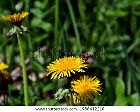 Close-up of a yellow dandelion on which a striped toiler bee is landing, in direct sunlight against a blurred background of green field grass.