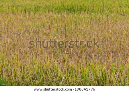 Golden fields in summer