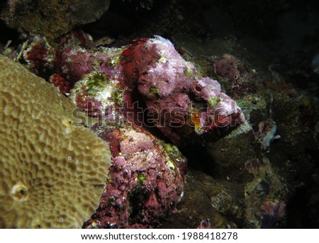 A Devil Scorpionfish camouflaged on corals Pescador Island Philippines                              