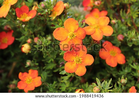 Closeup of orange potentilla shrub flowers in summer Royalty-Free Stock Photo #1988419436
